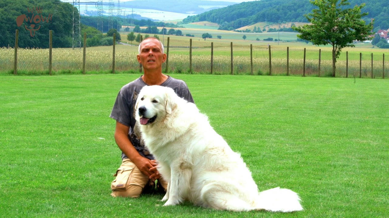 Online-Hundetraining: Typische Fehler beim Anspringen