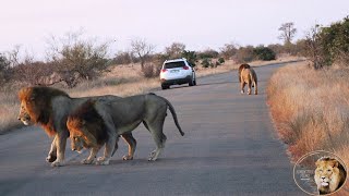 Lets Follow The Three Mean-Looking Sweni Lion Pride Males Down The Road