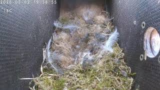 Bird nesting in Finland 2026-05-02 17:14
