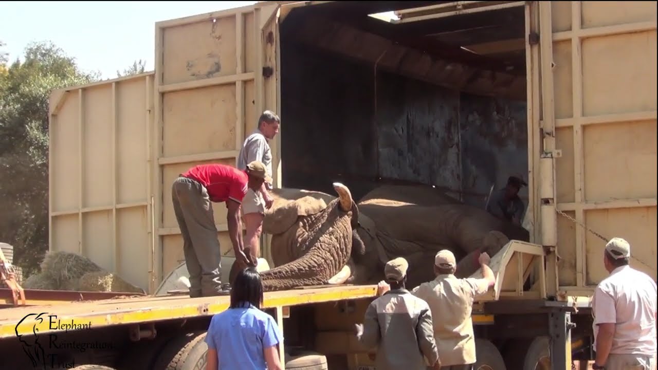 EEG - ©Elephant Reintegration Trust Rewilding 2015  Video 16, South Africa, Loading elephants.