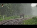 Elephant Under Heavy Rain and thunder storm.