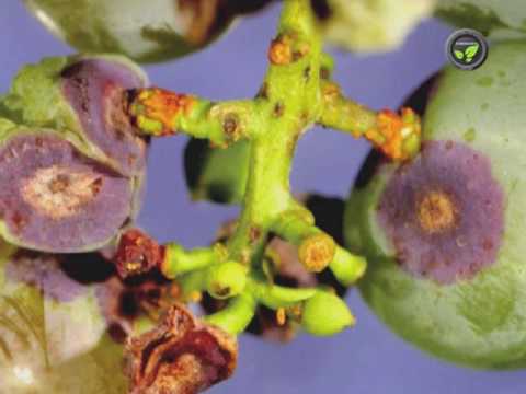 Video: What Is Grape Anthracnose: What To Do About Grapes With Anthracnose Disease