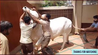 Angry Cow Qurbani 2021 in Pakistan || 2021 Qurbani kay video |out of control cow|