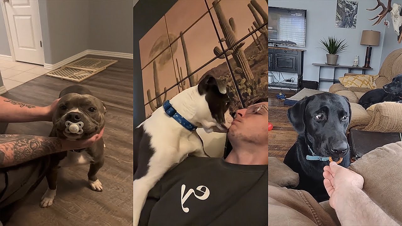 When God Sends You A Funny Dog YouTube when-god-sends-you-a-funny-dog-youtube