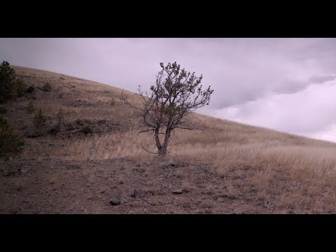 Peter Halstead reads "Pine Wind"