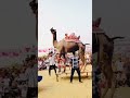 Cemal ka dance #song #rajasthani #jaisalmer #subscribe #viralshorts #india #youtube