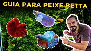 🔴GUIA DEFINITIVO PARA AQUÁRIO DE BETTA ( FÁCIL, BARATO E SAUDÁVEL ) |Mr. Betta|