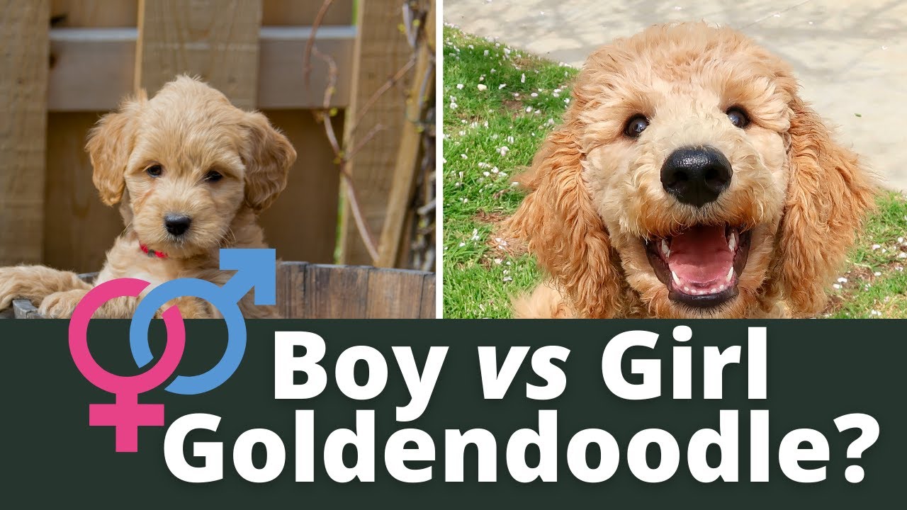 Are Male Or Female Goldendoodles Better?