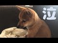 柴犬（豆柴）みかん｜かわいいお顔に〇〇が…（涙）