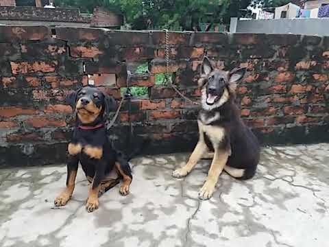 my gsd and rottweiler