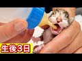 生後３日の赤ちゃん子猫がミルクをスゴい勢いで飲む。【保護猫】
