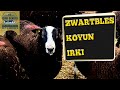 Zwartbles Koyun Irkı #Zwartbles