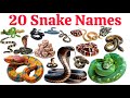 20 साँपों के नाम 🐍 | 20 Types of Snakes Name in English and Hindi | Amazing Reptiles for Kids 🐍