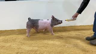 83-7 x gilt