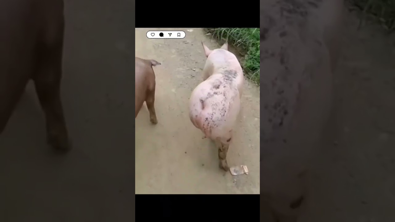 Pig 🐷😄😄🤣 