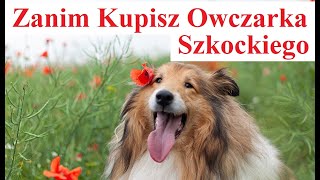 Zanim Kupisz Owczarka Szkockiego