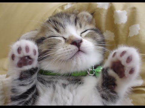 猫やその他の動物 癒し 面白動画 彡 Youtube