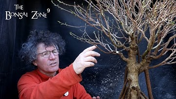 Pruning My Ficus microcarpa, Part 2, The Bonsai Zone, April 2022