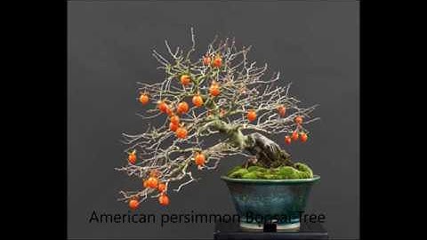 Top 10 Bonsai fruit trees
