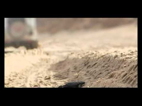 מפסיקים את הנסיעה על החוף