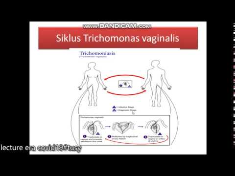 Video: Infeksi Protozoa (Trichomoniasis) Pada Kucing