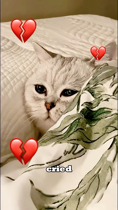 The cat longs for its owner’s love.#cat #pets #love