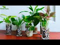 How to Make Indoor Water Garden | Grow Plants in Water//GREEN PLANTS