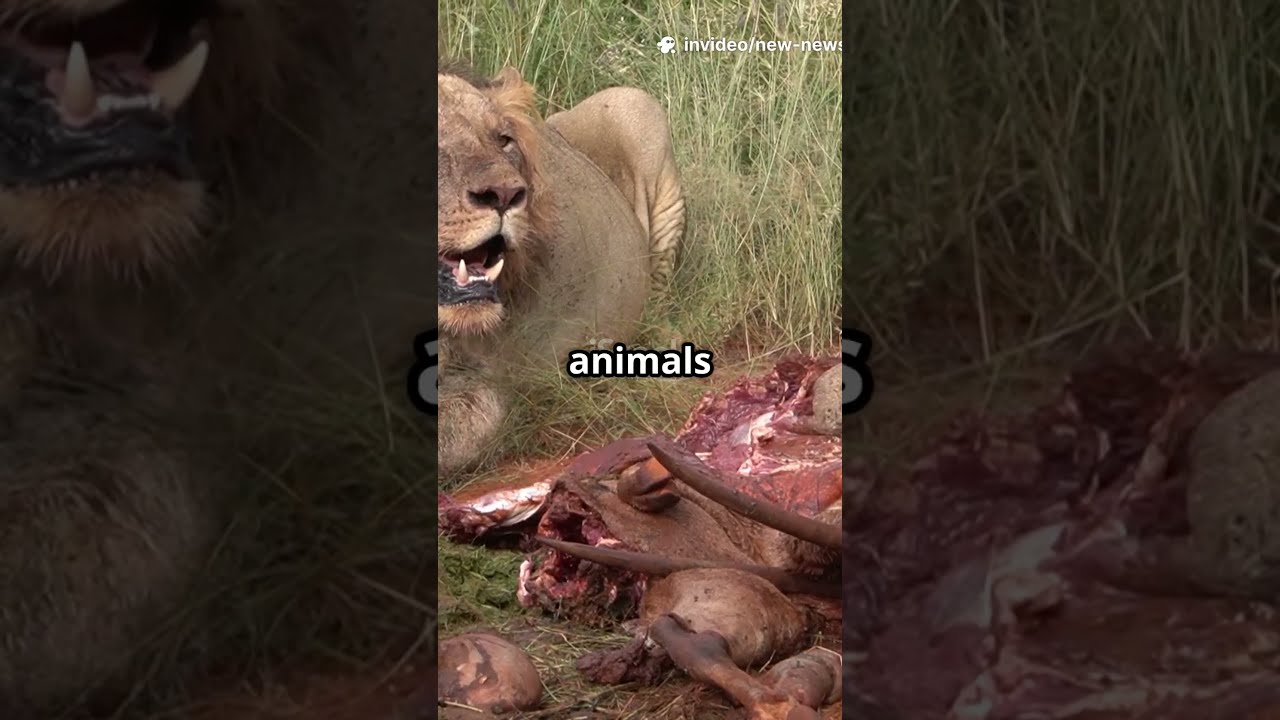 Denmark Zoo Asks For Pet Donations Not As Visitors But Predator Food 