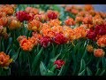 E se i tulipani fiorissero anche in giugno... tutto è possibile al Parco Giardino Sigurtà