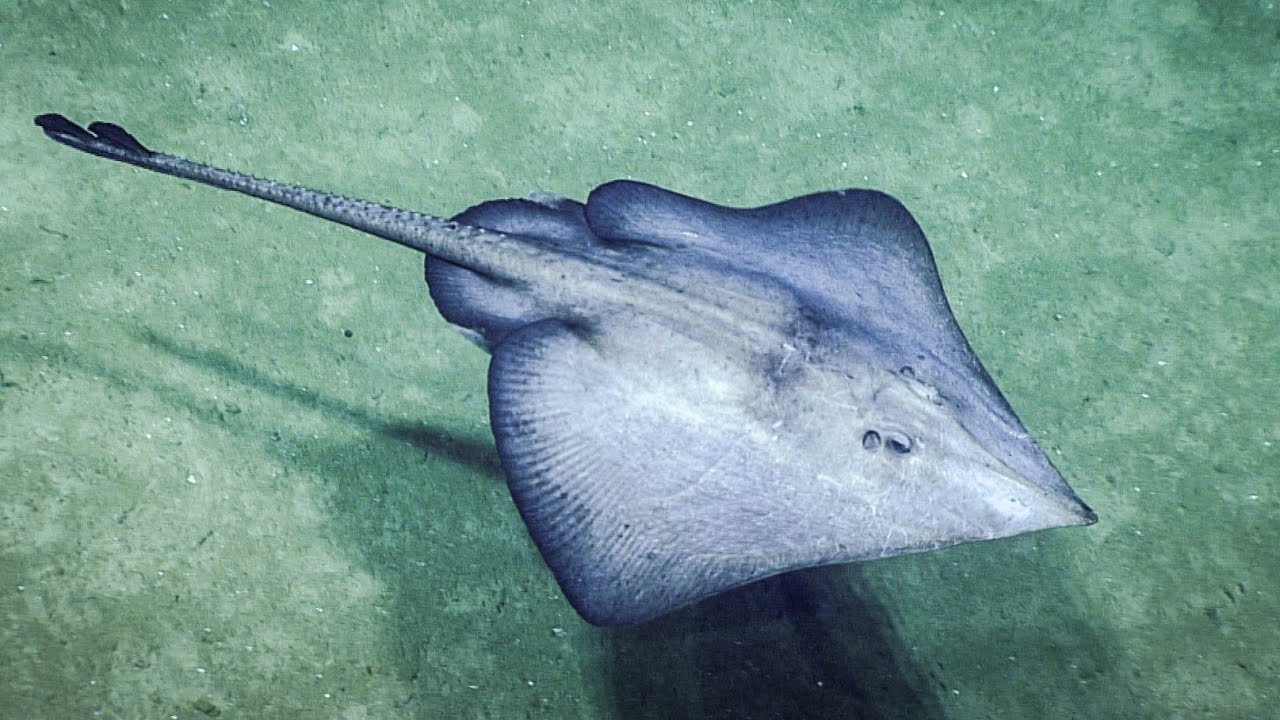 Shark, Skate and many other species reported deep sea fishing from