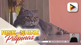 Alamin ang British shorthair cat breed