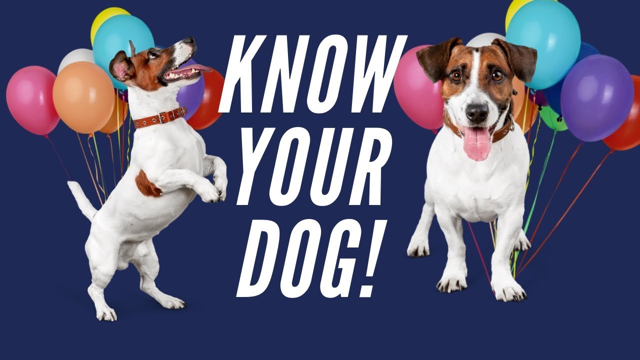 Get To KNOW YOUR DOG & Find Your Dogs Favorite Thing To Do YouTube