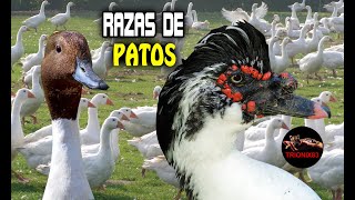 Razas de patos domésticos – Todas las razas de patos domésticos del mundo