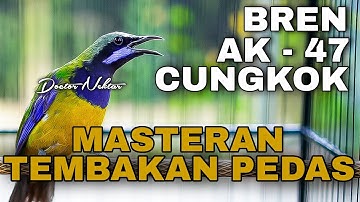 MASTERAN CUCAK CUNGKOK TEMBAKAN BREN AK-47 TAJAM COCOK BUAT ISIAN MURAI BATU, KONIN CENDET CUCAK IJO