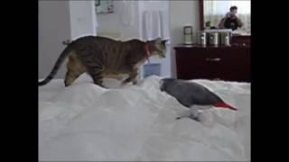 Cockatoo attacks cat----fanny video.