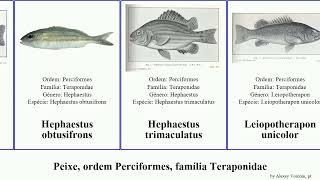 Peixe, ordem Perciformes, família Teraponidae scortum fish unicolor Hephaestus obtusifrons Vital