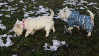 West Highland White Terrier (Westie) Bobby. Hey Guys, I'm Not a Girl!