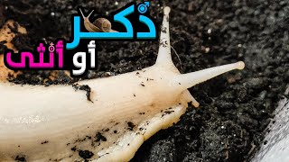 بلوغ الحلزون ومعرفة الذكر من الانثى - African land snails