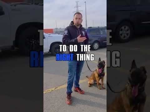 Video: Tips voor de training van de Duitse herdershond