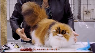 CFA International Cat Show 2018  Persian kitten class judging  BiColors.2