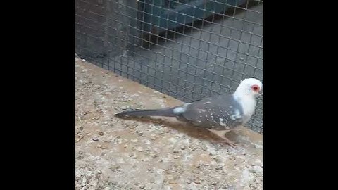 pied Dove Breeder tips HAmza birds #hamzabirds #shortvideo #pieddove