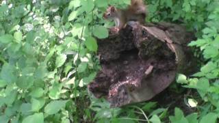 Log Jam Part 3 (Red Squirrels Chattering)
