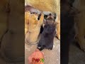 かわいい子犬の日常 #koreaPuppies #japanDogs