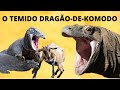 DRAGÃO-DE-KOMODO! O LAGARTO VENENOSO GIGANTE DAS ILHAS DA INDONÉSIA