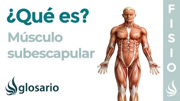 Músculo SUBESCAPULAR | Qué es, cómo estirar y trabajar, origen, inserción, función y tendinitis