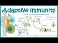 Adaptive immune response ( cellular players ,phases and mechanism)