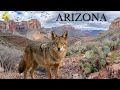 Arizona: Tierra de Desiertos y Vida Salvaje del Suroeste Americano