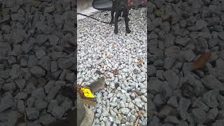 Patterdale Pup Sees Rat