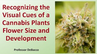 Recognizing the Visual Cues of a Cannabis Plants Flower Size and Development