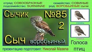 Сыч воробьиный. Сычик. Голоса птиц Сыч воробьиный. Сычик. Голоса птиц